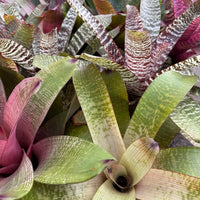 Bromeliad Vriesea (Assorted) - Large - Ladybird Nursery
