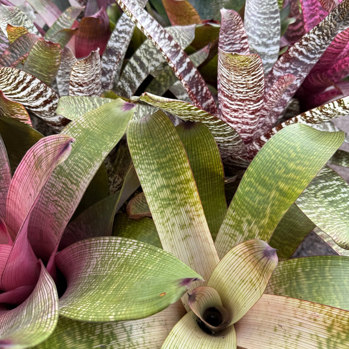 Bromeliad Vriesea (Assorted) - Large - Ladybird Nursery