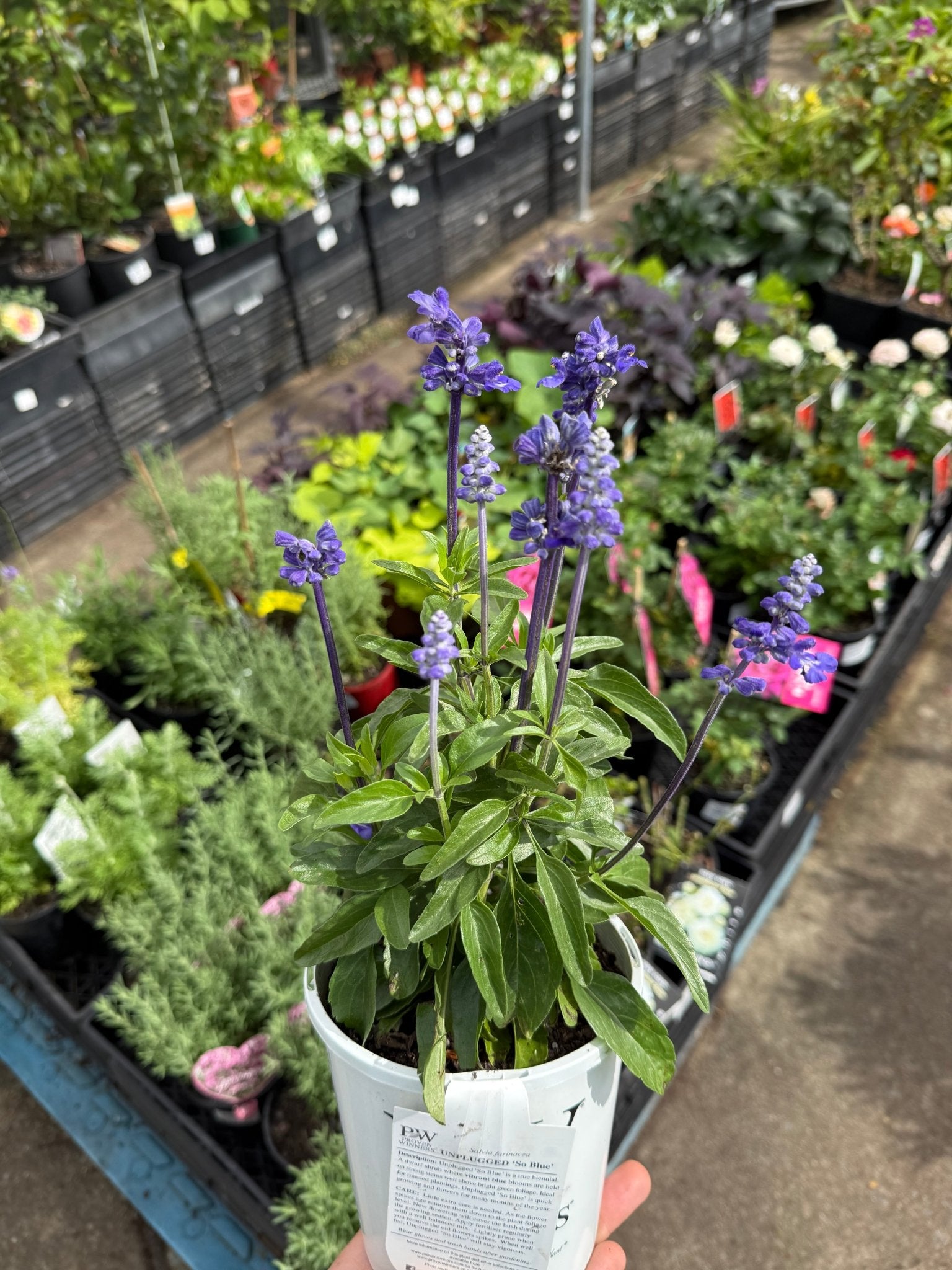 Salvia Unplugged 'So Blue' (Salvia Farinacea) - Ladybird Nursery
