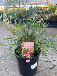 Grevillea 'Coral Fusion' Large - Ladybird Nursery