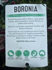 Boronia 'Pink Passion' (Boronia crenulata) - Ladybird Nursery