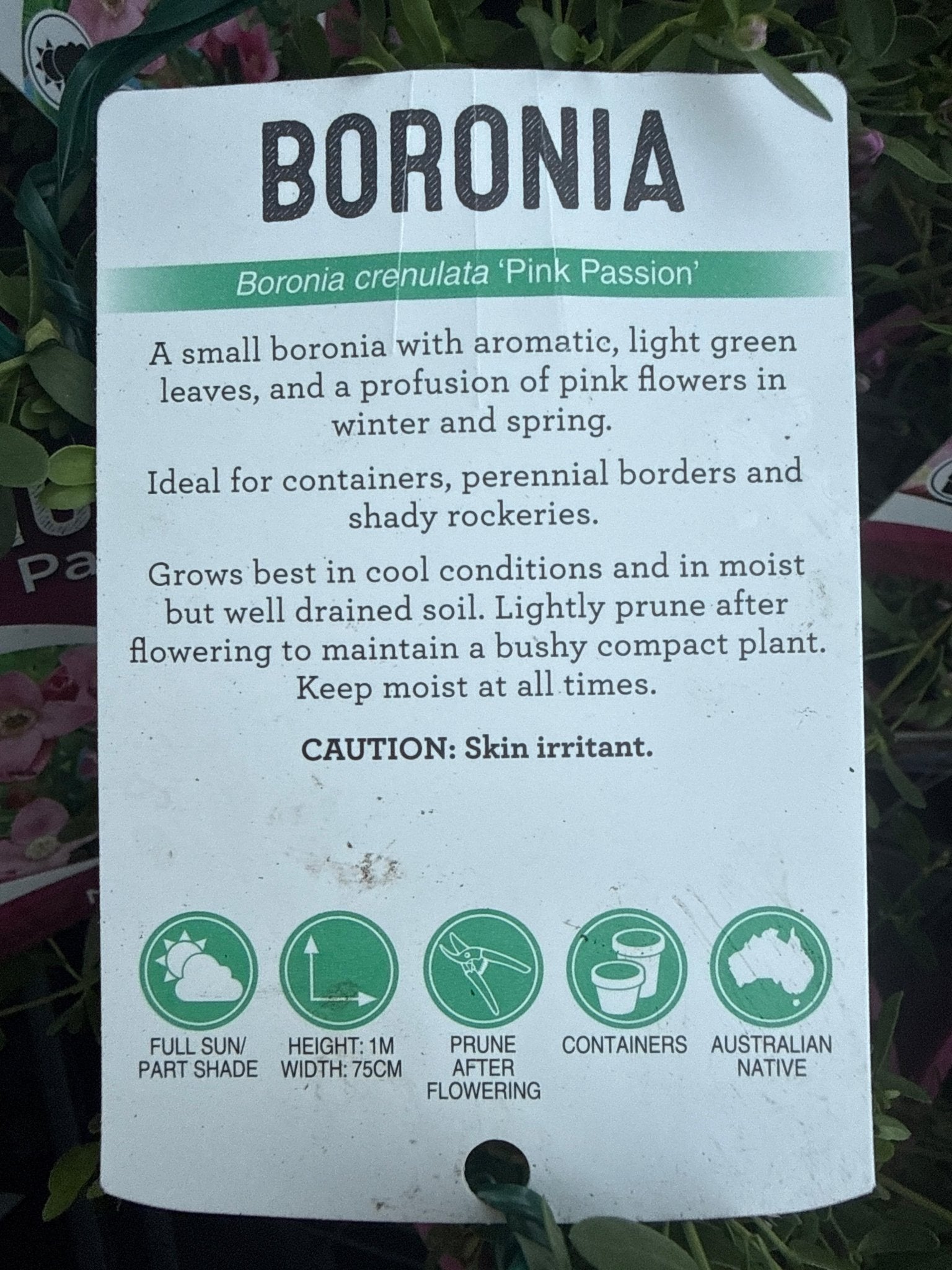 Boronia 'Pink Passion' (Boronia crenulata) - Ladybird Nursery