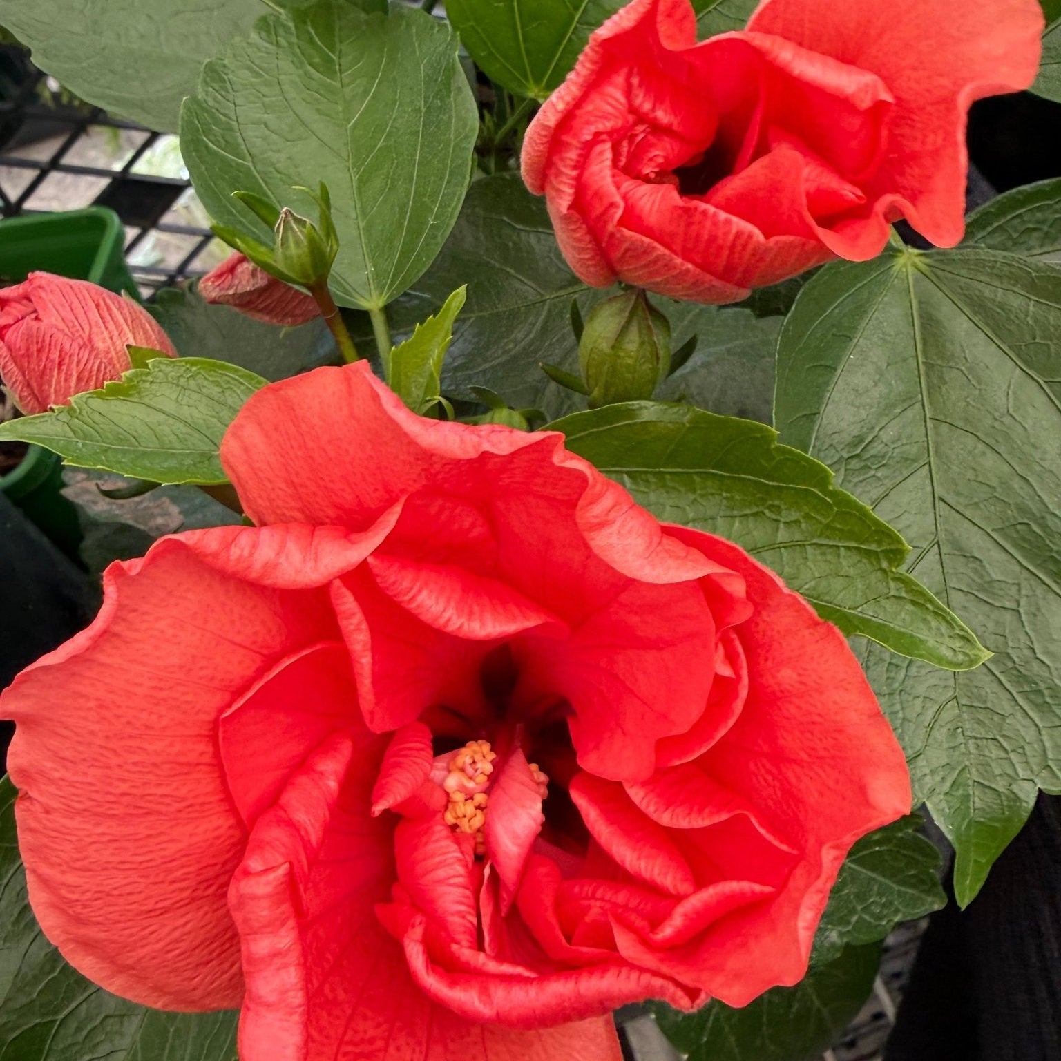Hibiscus 'Adonicus Double Orange' (Hibiscus rosa - sinensis) - Ladybird Nursery