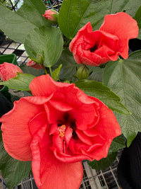 Hibiscus 'Adonicus Double Orange' (Hibiscus rosa - sinensis) - Ladybird Nursery