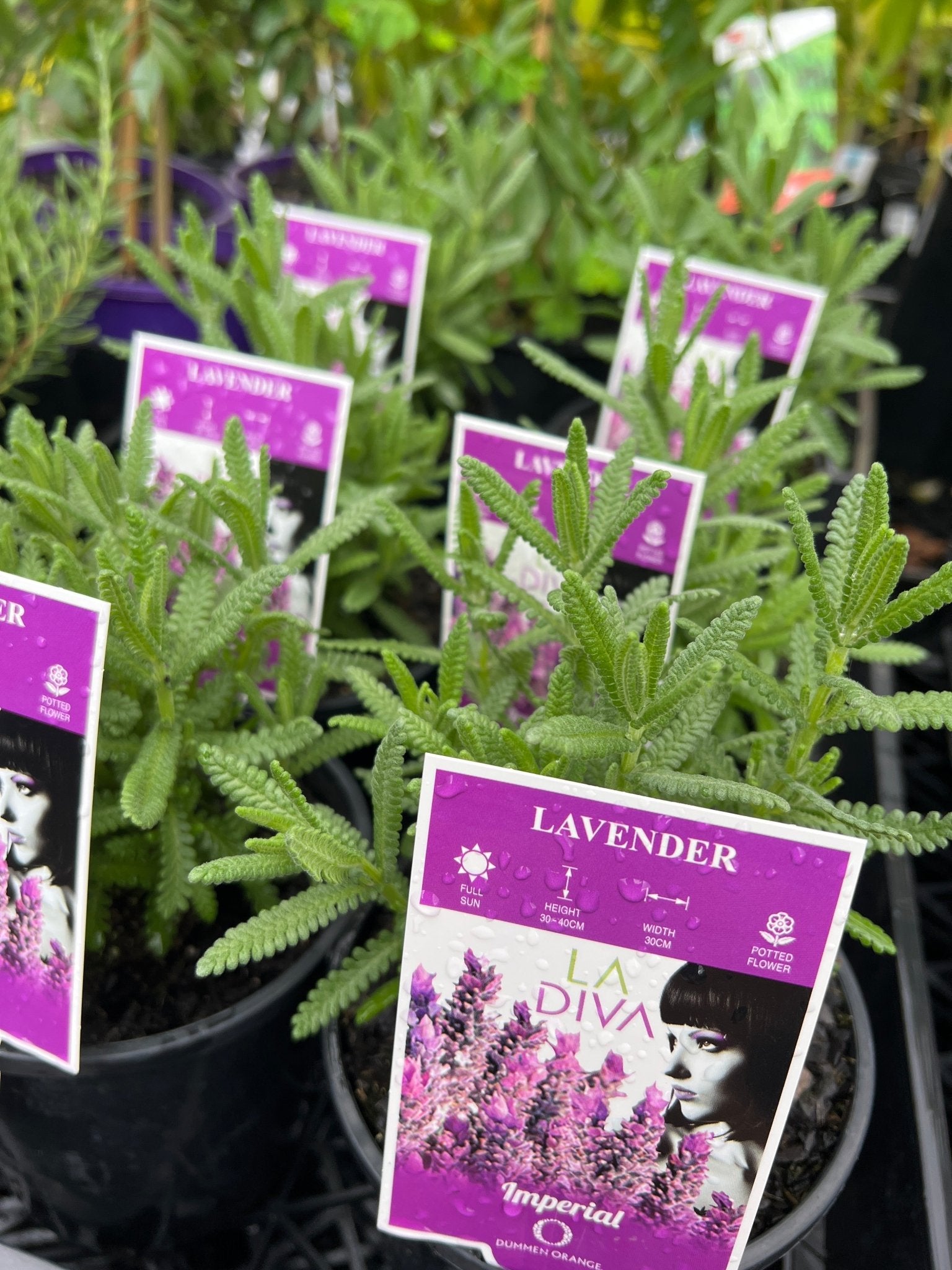 Lavender - LaDiva French Papillon (Lavandula) - Ladybird Nursery