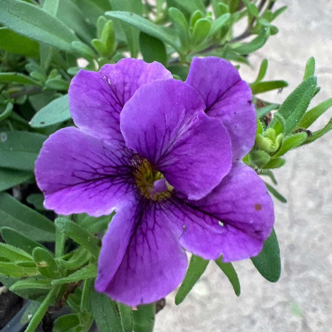 Calibrachoa 'Double Purple' - Ladybird Nursery