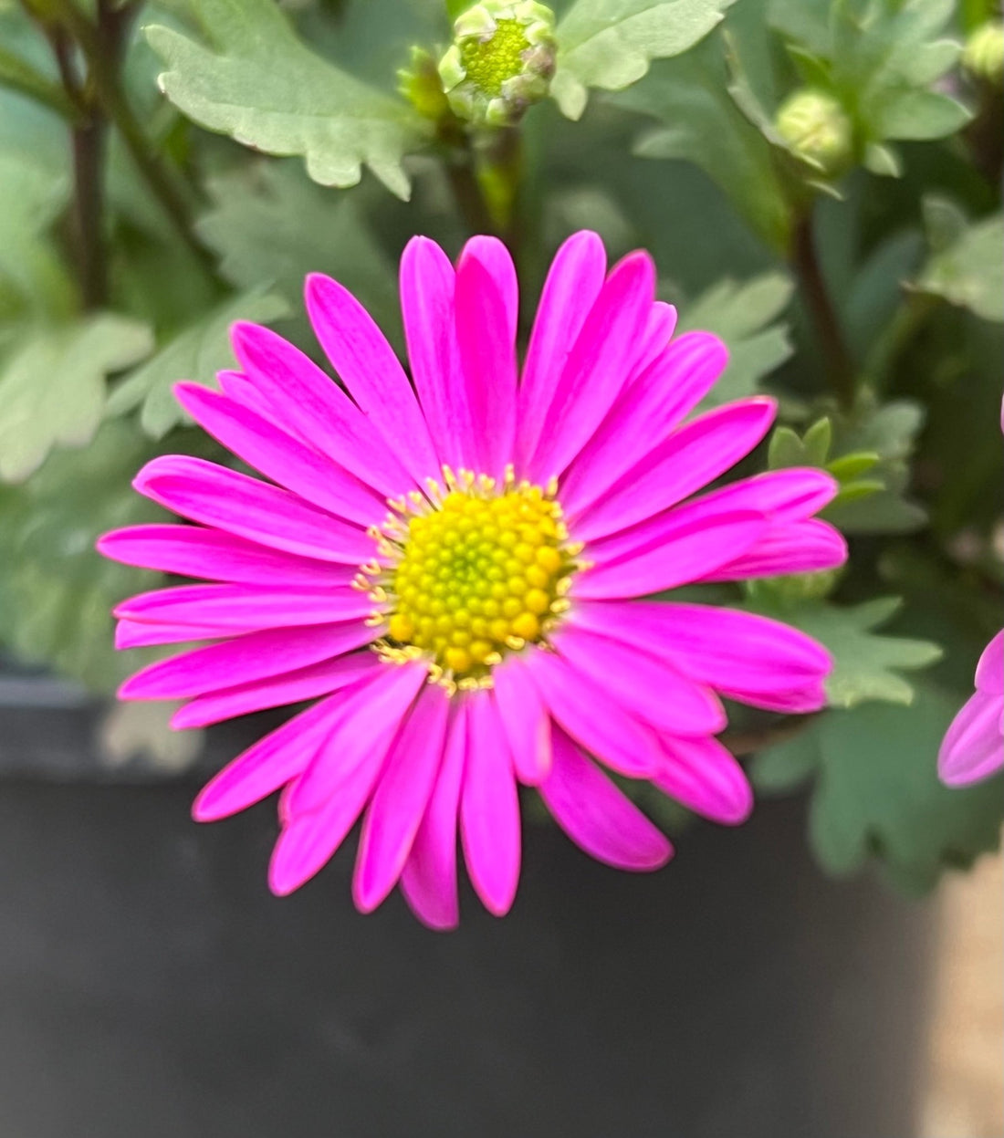 Swan River Daisy 'Fresco Candy' (Brachyscome) - Ladybird Nursery