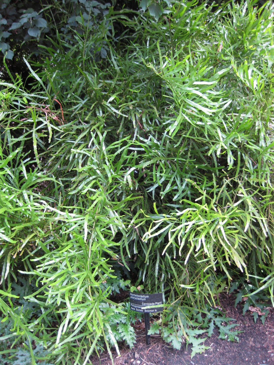 Centipede Plant (Homalocladium platycladum) - Ladybird Nursery