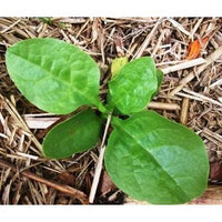 Ceylon Spinach Silver (Tabernaemontana corymbosa)