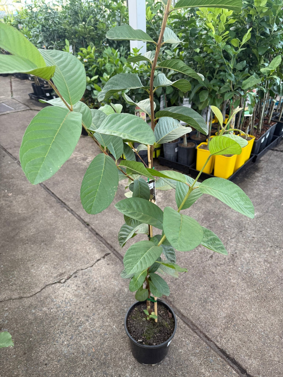 Guava 'Thai White' - Ladybird Nursery
