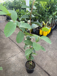 Guava 'Thai White' - Ladybird Nursery