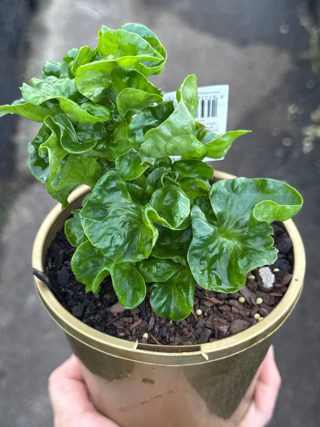 Brazilian Spinach - Ladybird Nursery