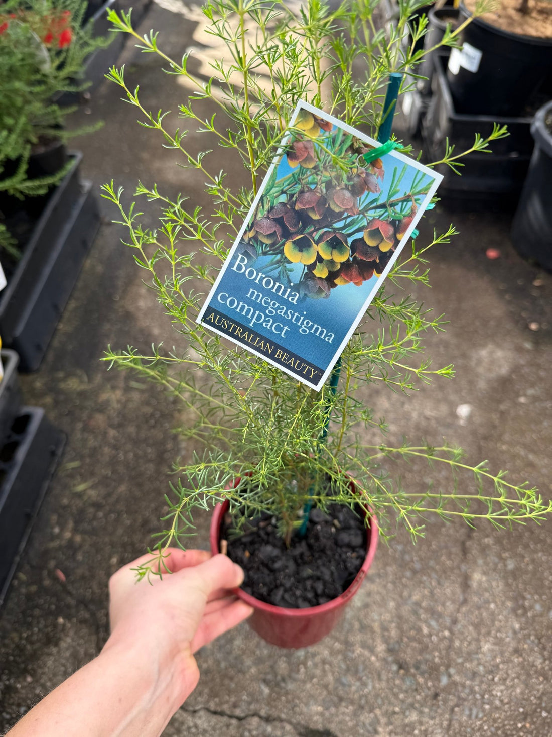 Brown Boronia 'Heaven Scent' (Boronia megastigma) - Ladybird Nursery