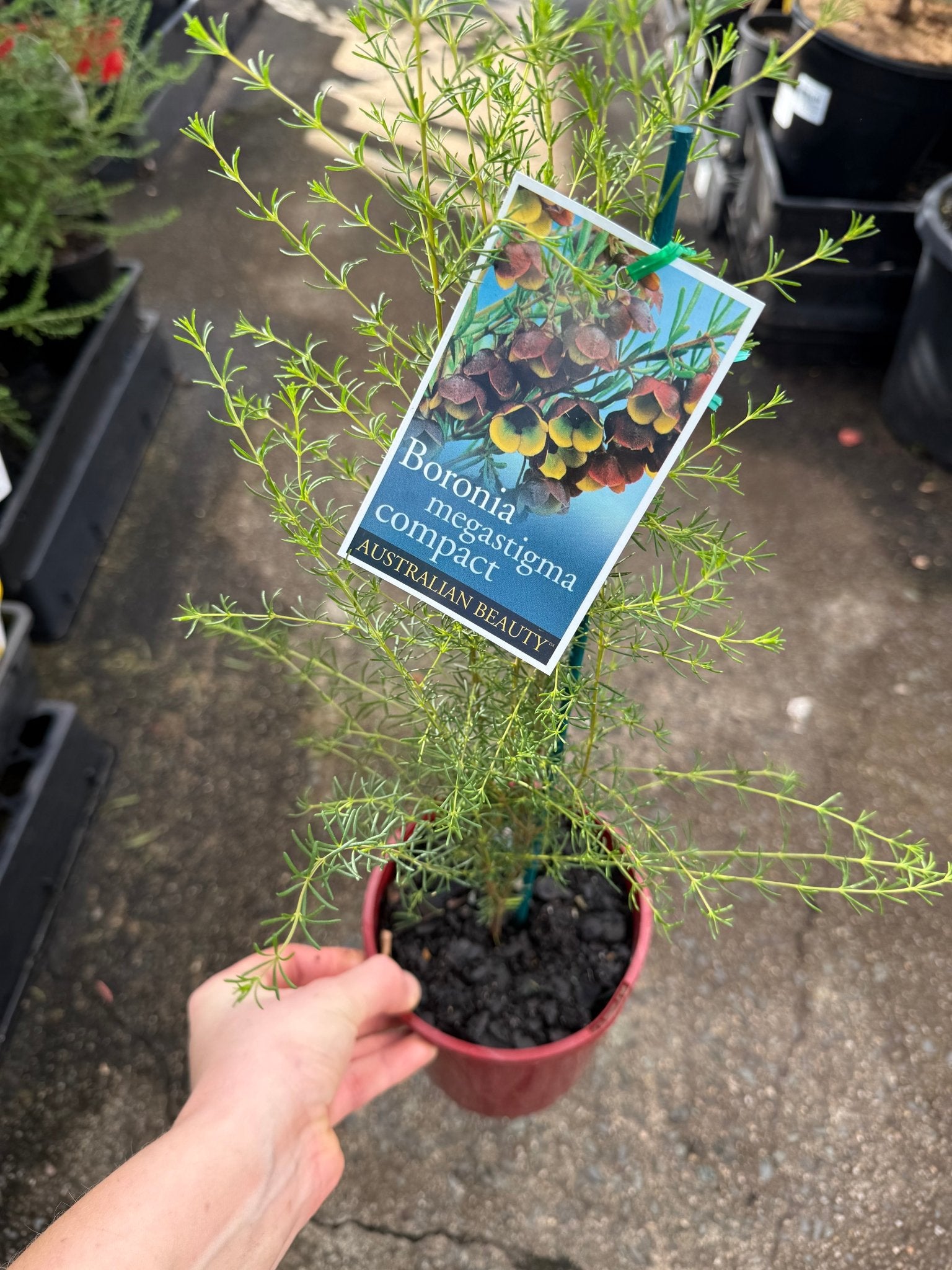 Brown Boronia 'Heaven Scent' (Boronia megastigma) - Ladybird Nursery