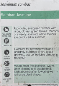 Jasmine 'Arabian' (Jasminum sambac) - Ladybird Nursery