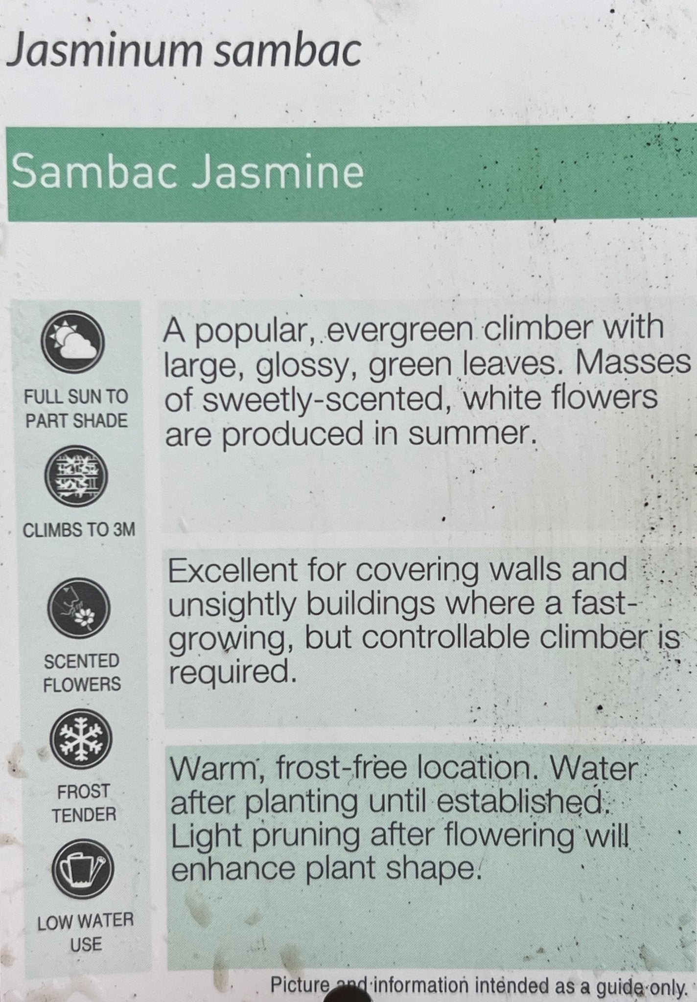 Jasmine 'Arabian' (Jasminum sambac) - Ladybird Nursery
