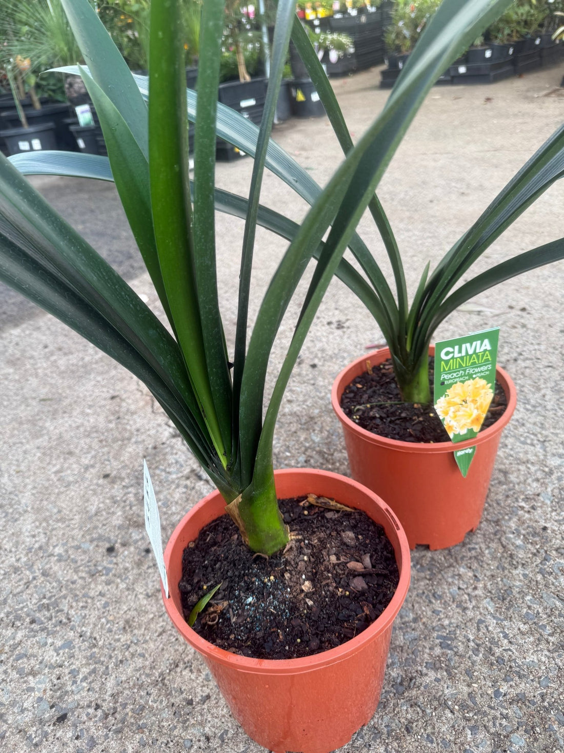 Clivia European Peach - Large - Ladybird Nursery