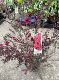 Leptospermum 'Burgundy Queen' (Leptospermum scoparium) - Large - Ladybird Nursery