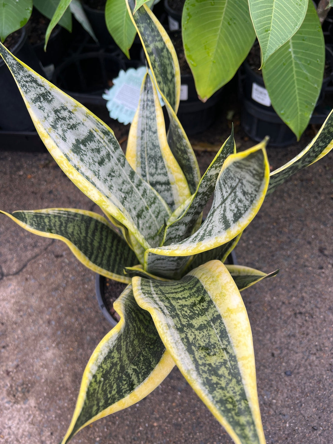 Sansevieria 'Supurba' - Ladybird Nursery