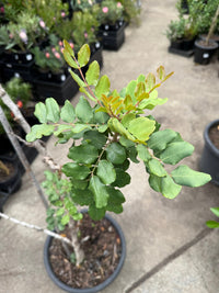 Carob Tree (Ceratonia siliqua) - Advanced (PICK UP ONLY) - Ladybird Nursery