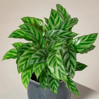 Prayer Plant (Calathea Freddie) - Ladybird Nursery