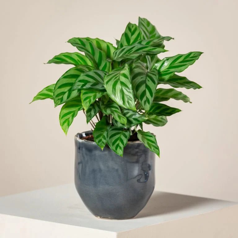 Prayer Plant (Calathea Freddie) - Ladybird Nursery
