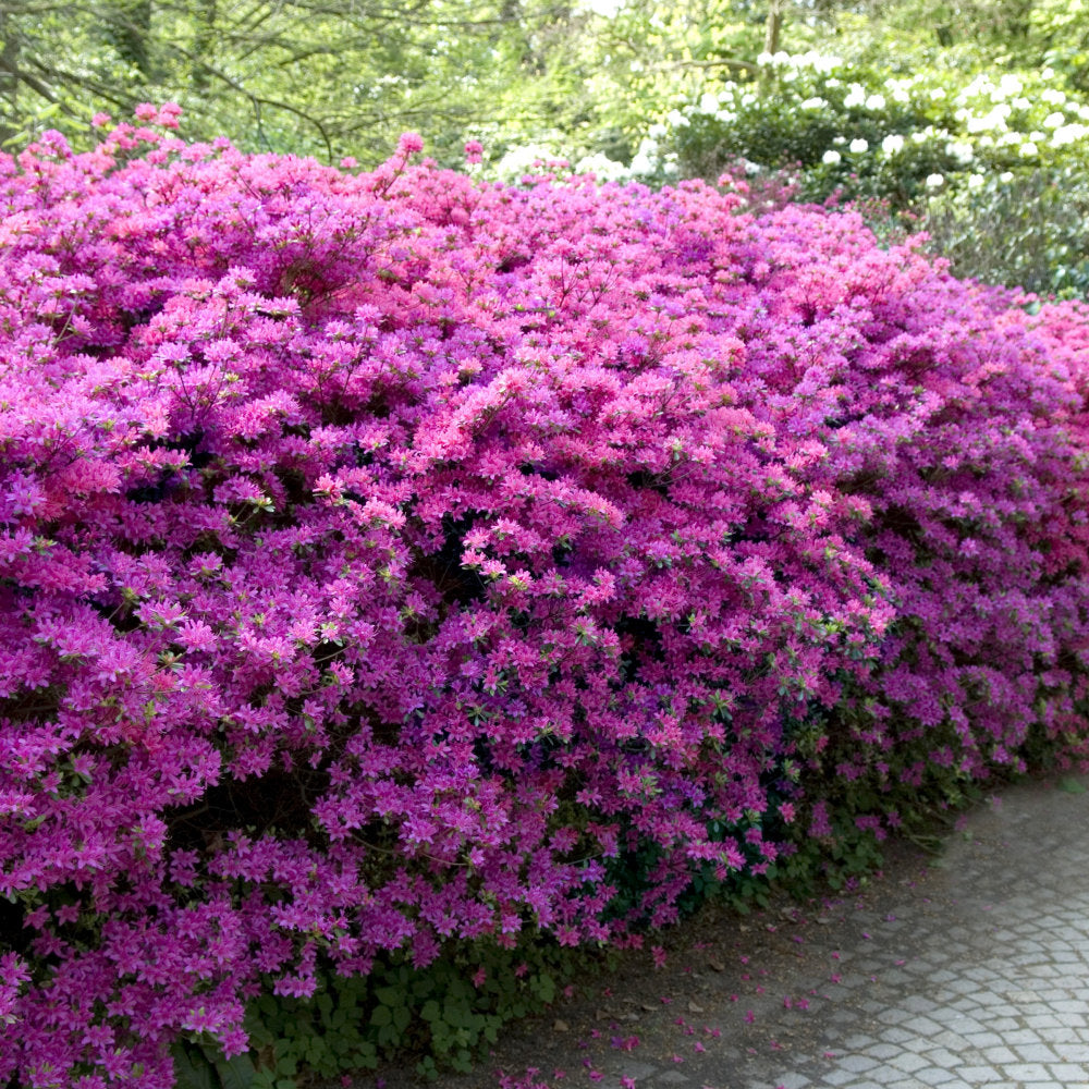 Azalea ENCORE AUTUMN Lilac™