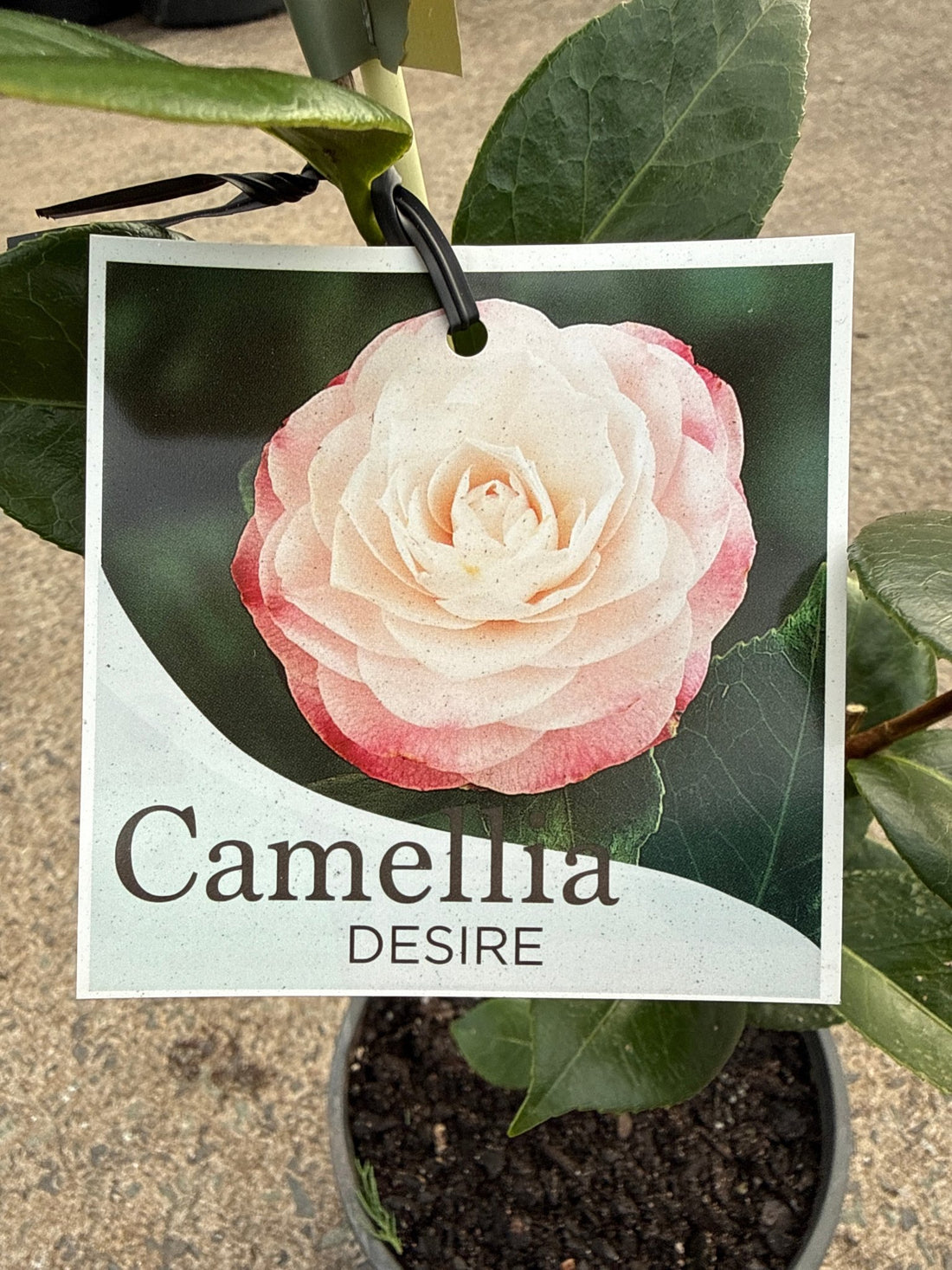 Camellia 'Desire' (Camellia japonica) - Ladybird Nursery