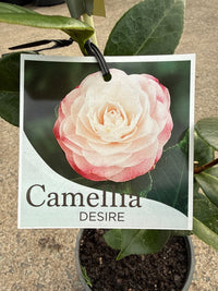 Camellia 'Desire' (Camellia japonica) - Ladybird Nursery