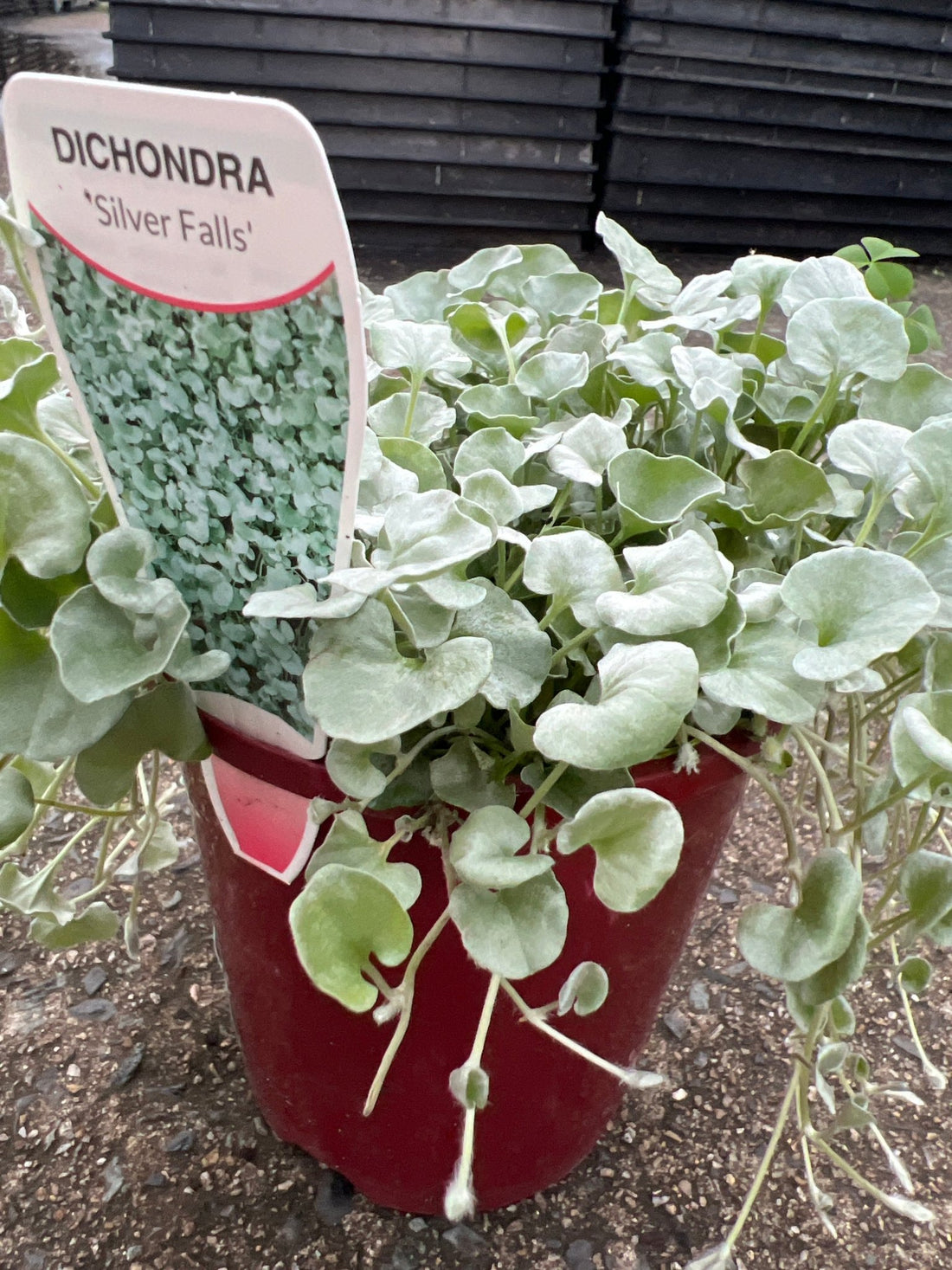 Dichondra ‘Silver Falls’ (Dichondra argentea) - Ladybird Nursery