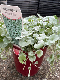 Dichondra ‘Silver Falls’ (Dichondra argentea) - Ladybird Nursery