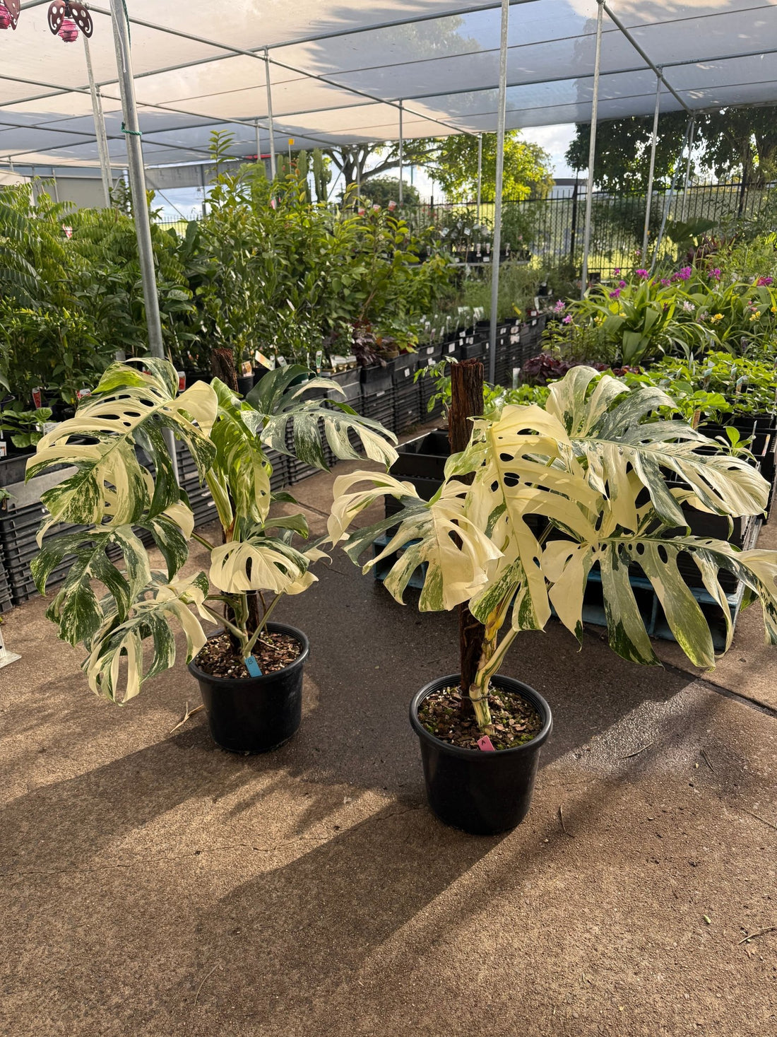 Monstera 'Thai Constellation' on Totem - Advanced (PICKUP ONLY) - Ladybird Nursery