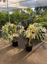 Monstera 'Thai Constellation' on Totem - Advanced (PICKUP ONLY) - Ladybird Nursery