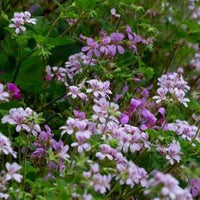 Pelargonium ‘Edna Walling Pop Up’ - Ladybird Nursery