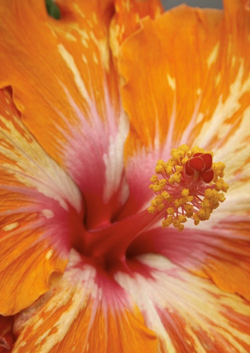 Chinese Hibiscus Lady Cilento (Hibiscus rosa-sinensis)