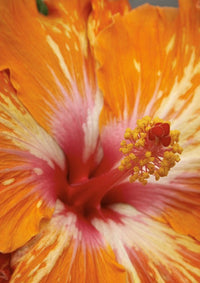 Chinese Hibiscus Lady Cilento (Hibiscus rosa-sinensis)