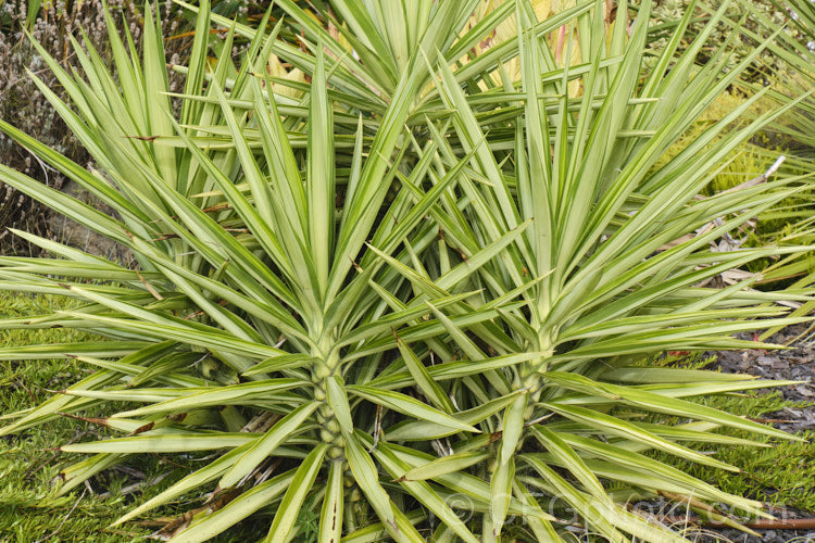 Spineless Yucca (Yucca Elephantipes)