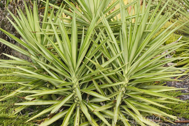 Spineless Yucca Silver Star (Yucca Elephantipes) - Ladybird Nursery