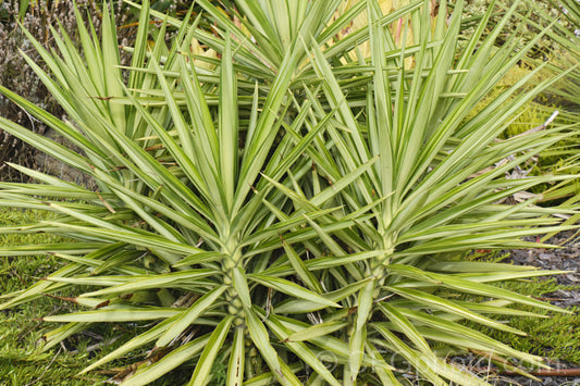Spineless Yucca Silver Star (Yucca Elephantipes)