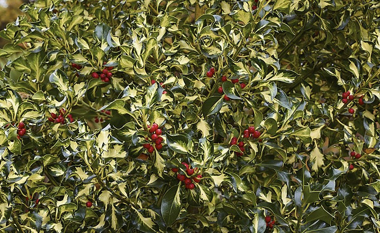 Holly Silver Milkmaid (Ilex aquifolium)