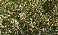 Holly Silver Milkmaid (Ilex aquifolium)