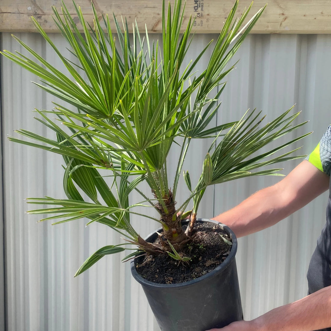 European Fan Palm (Chamaerops humilis) - Ladybird Nursery