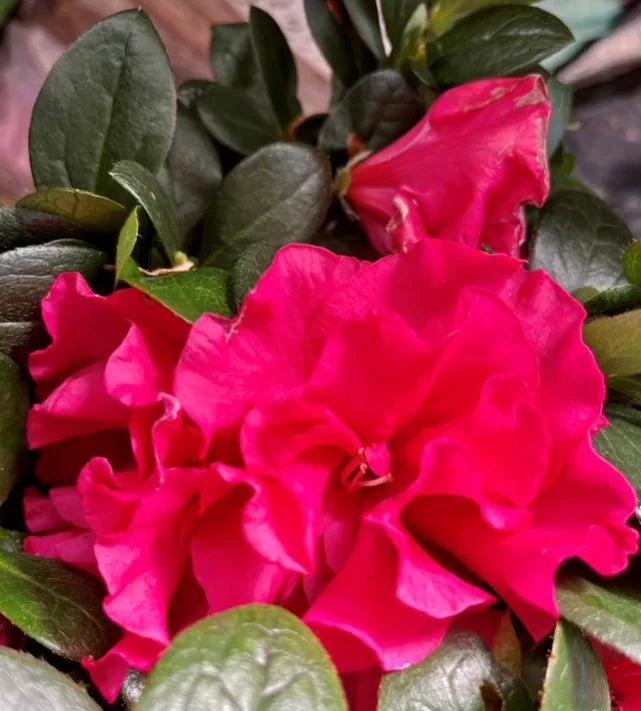Azalea Charlie - Ladybird Nursery