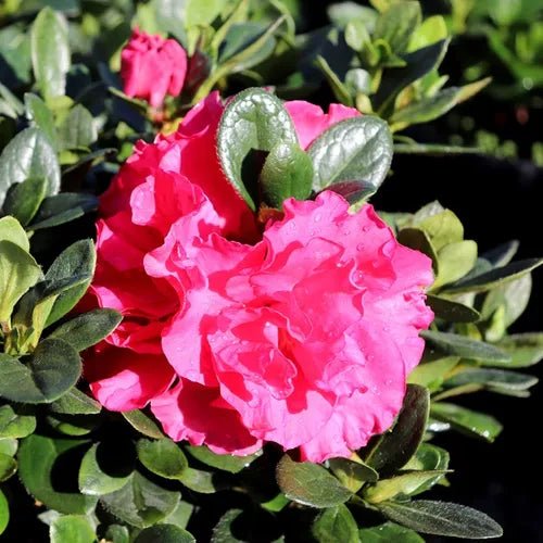 Azalea Charlie - Ladybird Nursery