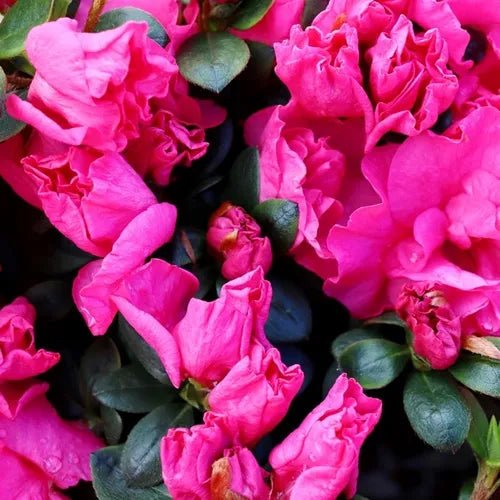 Azalea Charlie - Ladybird Nursery