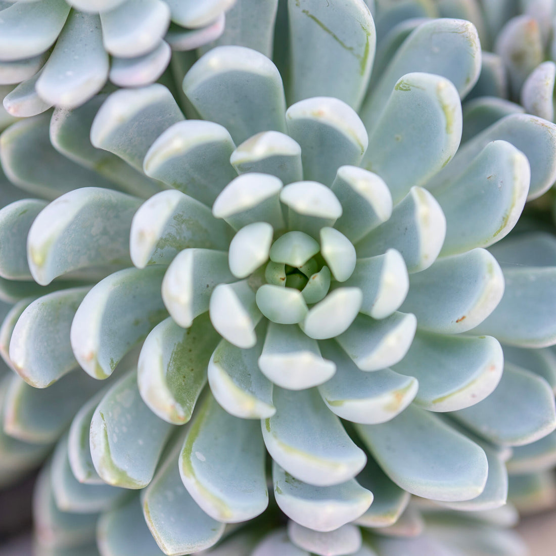 Hens and Chicks (Echeveria glauca) - Ladybird Nursery