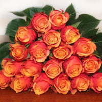 Rose Brandy Hybrid Tea 2 ft Standards (Rosa) - Ladybird Nursery