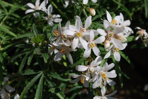 Mexican Orange Blossom dewitteana White Dazzler (Choisya x) - Ladybird Nursery