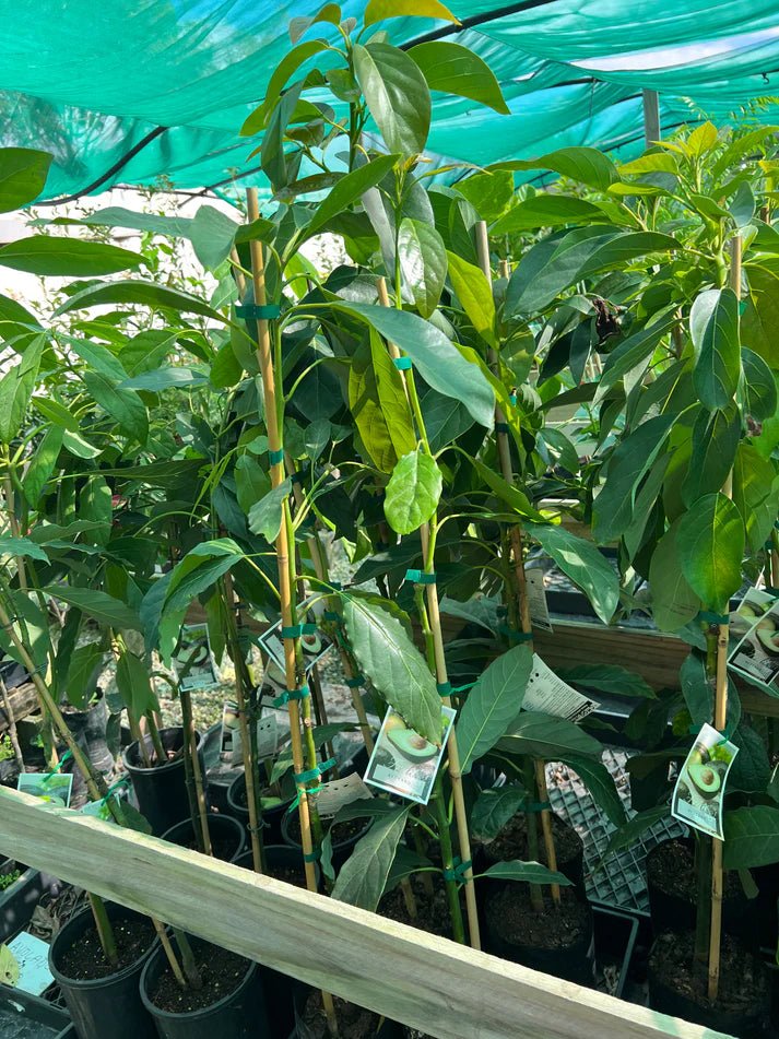 Avocado Choquette (A Type) 1L - Ladybird Nursery