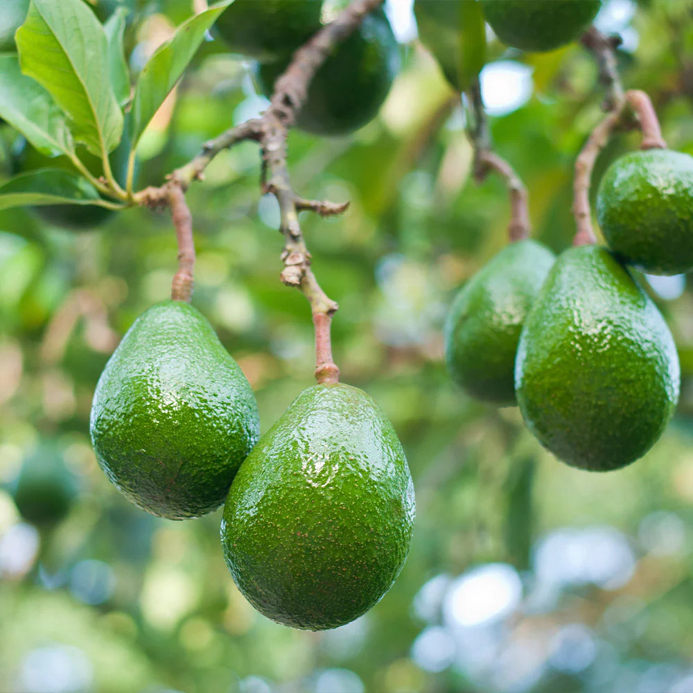 Avocado Choquette (A Type) 1L